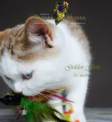 kitten fotos Golden Globe