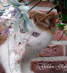 kitten fotos Golden Globbe