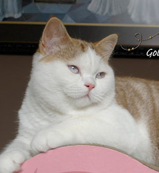 kitten fotos Golden Globbe