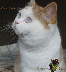 kitten fotos Golden Globbe