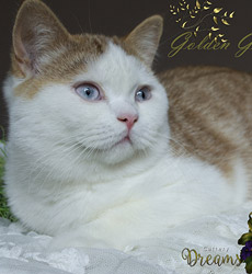 kitten fotos Golden Globe