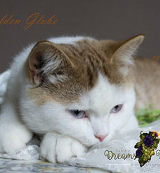 kitten fotos Golden Globbe