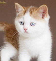 kitten fotos Golden Globe