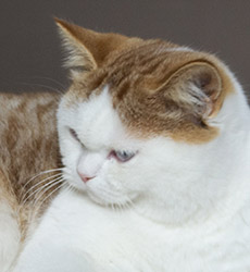 kitten fotos Golden Globbe