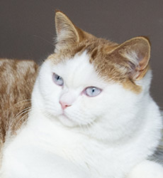 kitten fotos Golden Globbe