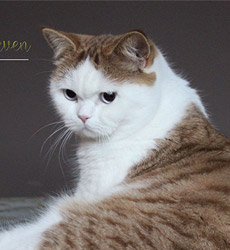 kitten fotos Golden Globbe