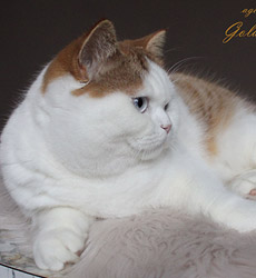 kitten fotos Golden Globbe