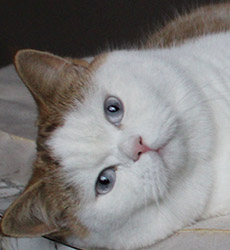 kitten fotos Golden Globbe