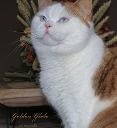 kitten fotos Golden Globbe