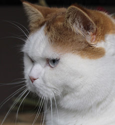 kitten fotos Golden Globbe