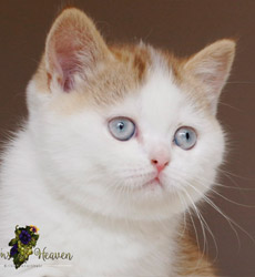 kitten fotos Golden Globe