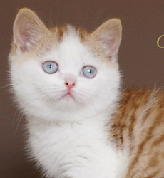 kitten fotos Golden Globe