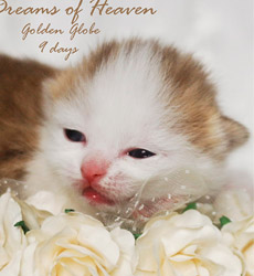 kitten fotos Golden Globe