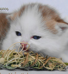 kitten fotos Golden Globe