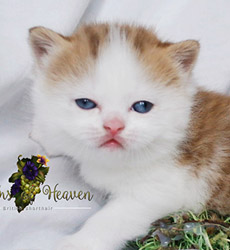 kitten fotos Golden Globe