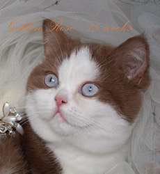 kitten fotos Golden Rose