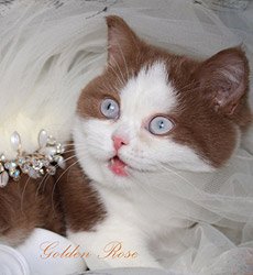 kitten fotos Golden Rose