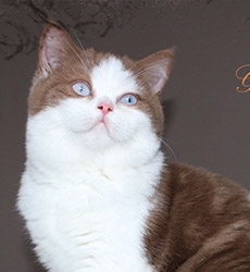 kitten fotos Golden Rose