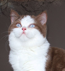 kitten fotos Golden Rose