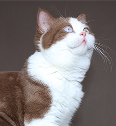 kitten fotos Golden Rose