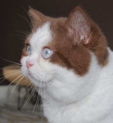 kitten fotos Golden Rose