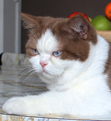 kitten fotos Golden Rose