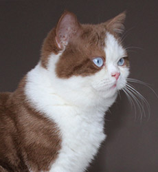 kitten fotos Golden Rose