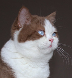 kitten fotos Golden Rose