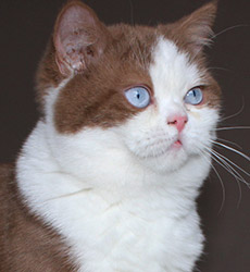 kitten fotos Golden Rose