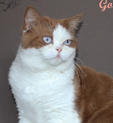 kitten fotos Golden Rose