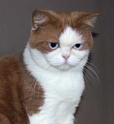 kitten fotos Golden Rose