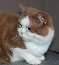 kitten fotos Golden Rose