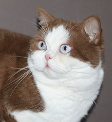 kitten fotos Golden Rose