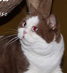 kitten fotos Golden Rose