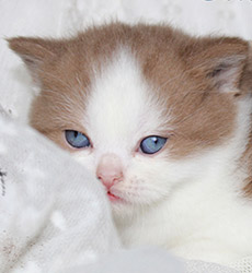 kitten fotos Golden Rose