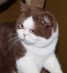 kitten fotos Golden Rose