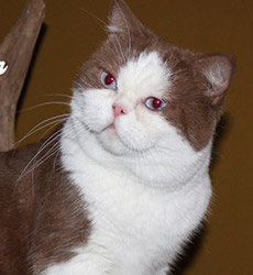 kitten fotos Golden Rose