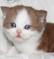 kitten fotos Golden Rose