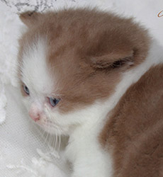 kitten fotos Golden Rose