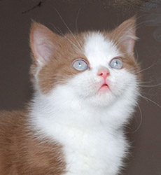 kitten fotos Golden Rose