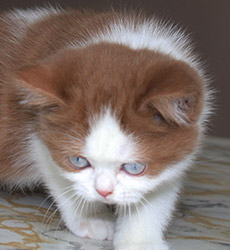 kitten fotos Golden Rose