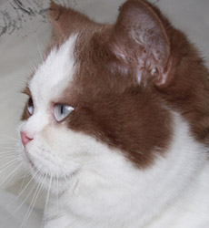 kitten fotos Golden Rose