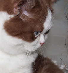 kitten fotos Golden Rose