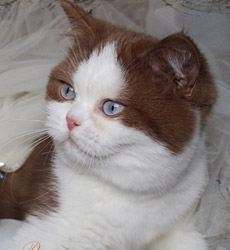 kitten fotos Golden Rose