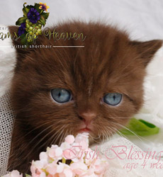 kitten fotos Irish Blessing