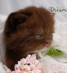 kitten fotos Irish Blessing