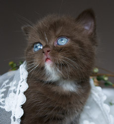 kitten fotos Irish Blessing