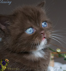 kitten fotos Irish Blessing