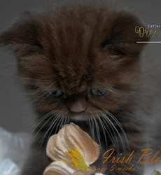 kitten fotos Irish Blessing
