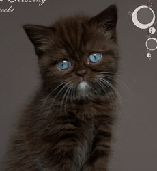 kitten fotos Irish Blessing